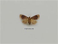 藏品(夜蛾728)的圖片